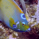 Caribbean Fish in Roatan