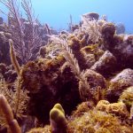 Coral Reef in Roatan