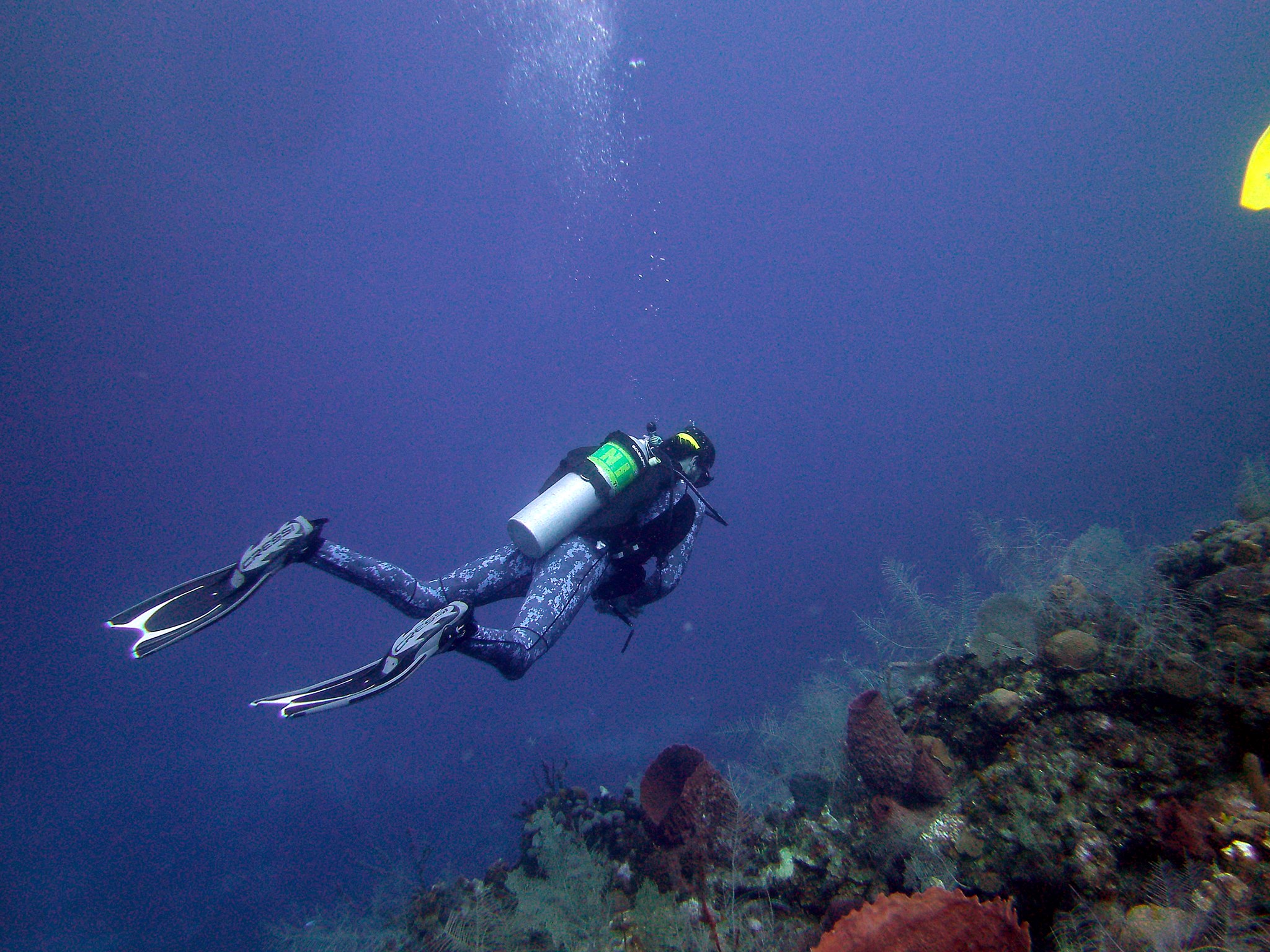 Mandy's Eel Shore Dive, Roatan - Warfighter Scuba